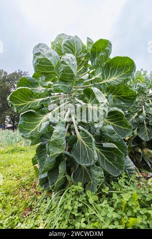 Frische, ernterfertige Sprossen hängen an der Pflanze im Gemüsegarten Stockfoto