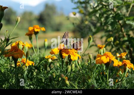 Die gesprenkelten Holzfalter auf lebendigen Ringelblumen Stockfoto