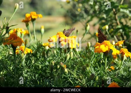 Die gesprenkelten Holzfalter auf lebendigen Ringelblumen Stockfoto