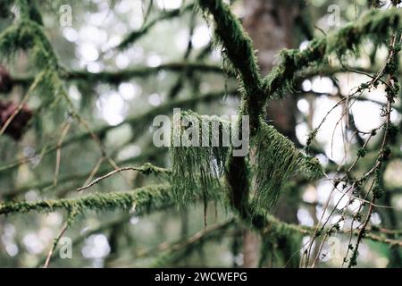 Grünes hängendes Moos an den Ästen eines Baumes im Wald. Ökologisches Konzept. Natürlicher Hintergrund Stockfoto