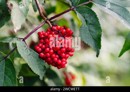 Sambucus racemosa ist eine Art Holunder, die unter den gebräuchlichen Namen RotHolunder und Rotbeeren bekannt ist Stockfoto