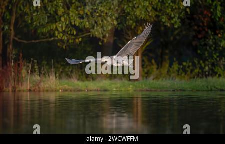 Graureiher fliegt über einen See, aus nächster Nähe, im Winter in großbritannien Stockfoto