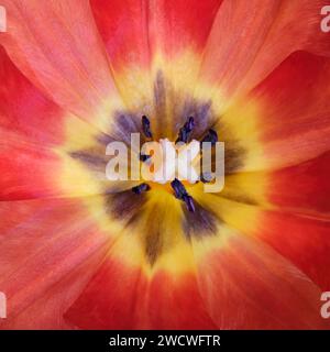 Eine Nahaufnahme des Innens einer Tulpe, die die Pistel und die Stammen zeigt, umgeben von einer Explosion farbenfroher Blütenblätter. Stockfoto