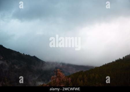 Rätselhafte Dämmerung: Nebelummantelte Kiefern auf Berghängen unter einem Moody Sky Stockfoto