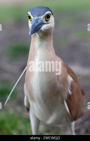 Nahaufnahme eines adulten Nankeen-Nachtreihers, von vorne gesehen, mit einer geringen Tiefe des Feldes und den gelben und schwarzen Augen des Vogels im Fokus Stockfoto