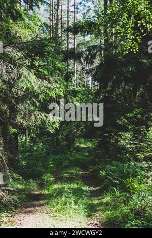 Schöne Forststraße in einem dichten Wald. Schöne Forststraße in einem dichten grünen Sommerwald Stockfoto