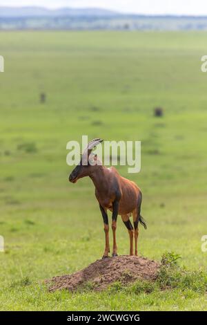 Topi Antilope am Aussichtspunkt, Masai Mara Nationalpark, Kenia. Stockfoto