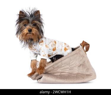 Niedlicher kleiner schwarzer und brauner Yorkshire Terrier-Hündchen, der seitlich im Korb steht und einen Pyjama trägt. Blick auf die Kamera. Isoliert auf einem weißen Backgr Stockfoto