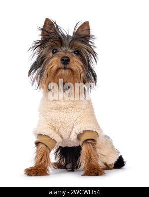 Niedliches kleines, schwarz-braunes Yorkshire Terrier-Hündchen, das vorne mit weichem, warmem Pullover sitzt. Blick auf die Kamera. Isoliert auf einem weiß Stockfoto