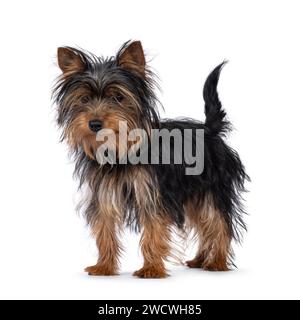 Süßer kleiner schwarzer und brauner Yorkshire Terrier-Hündchen, diagonal stehend. Blick nach unten und weg von der Kamera. Isoliert auf weißem Hintergrund. Stockfoto