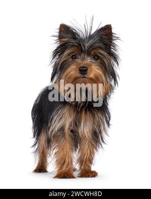 Süßer kleiner schwarzer und brauner Yorkshire Terrier Hündchen, der nach vorne steht. Blick direkt auf die Kamera. Isoliert auf weißem Hintergrund. Stockfoto
