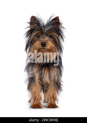 Süßer kleiner schwarzer und brauner Yorkshire Terrier Hündchen, der nach vorne steht. Blick direkt auf die Kamera. Isoliert auf weißem Hintergrund. Stockfoto