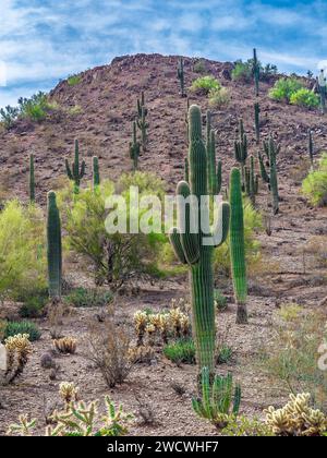 Kakteen im botanischen Garten der Wüste Phoenix, Arizona, USA Stockfoto