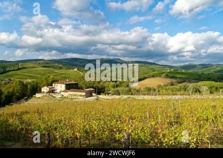 Italien, Toskana, Chianti Weinregion, Radda in Chianti, Weinberg Stockfoto