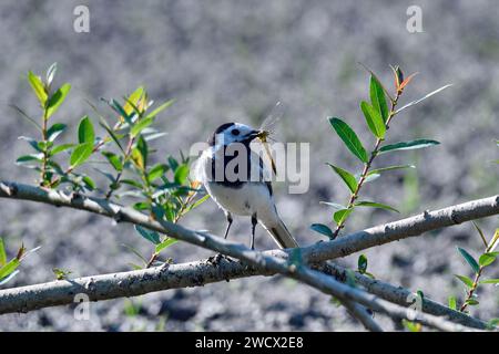 Frankreich, Doubs, Tierwelt, Vogel, Grauschwanz (Motacilla alba), Fütterung, Libelle Stockfoto