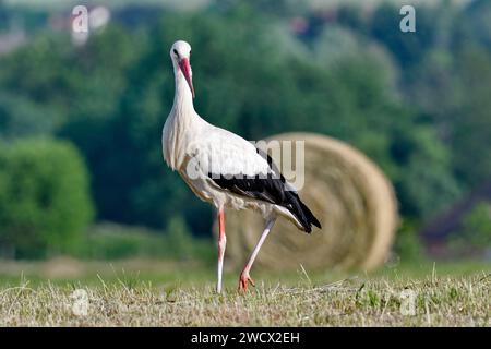 Frankreich, Doubs, Tierwelt, Vogel, Watvogel, Weißstorch (Ciconia ciconia) jagt auf einem Feld, Strohballen Stockfoto