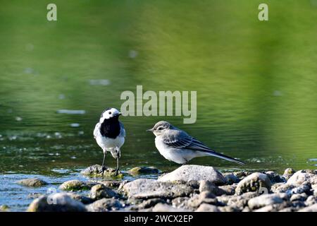 Frankreich, Doubs, Tierwelt, Vogel, grauer Wagtail (Motacilla alba), Hühnerfütterung Stockfoto