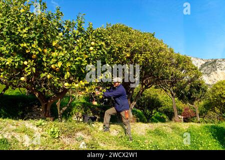 Frankreich, Alpes Maritimes, Cote d'Azur, Menton, auf den Höhen von Garavan, liegt die Casetta, die Gemeindeschule für Zitrusfrüchte, Bio-Zitronenbäume (Menton Zitronen IGP) Stockfoto