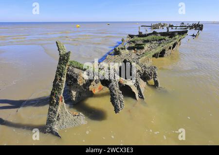 Frankreich, Nord, Umgebung von Dünkirchen, Bray-Dunes, Devonia Wrack (englischer Minensucher, der 1940 an der Operation Dynamo teilnahm) an der Nordsee Stockfoto