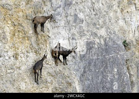 Frankreich, Doubs, Mathay, Alpine Chamois (Rupicapra rupicapra) entwickeln sich in einem aktiven Steinbruch Stockfoto