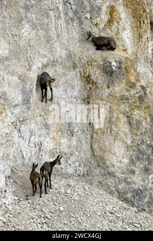 Frankreich, Doubs, Mathay, Alpine Chamois (Rupicapra rupicapra) entwickeln sich in einem aktiven Steinbruch Stockfoto