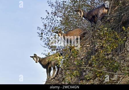 Frankreich, Doubs, Mathay, Alpine Chamois (Rupicapra rupicapra) entwickeln sich in einem aktiven Steinbruch Stockfoto