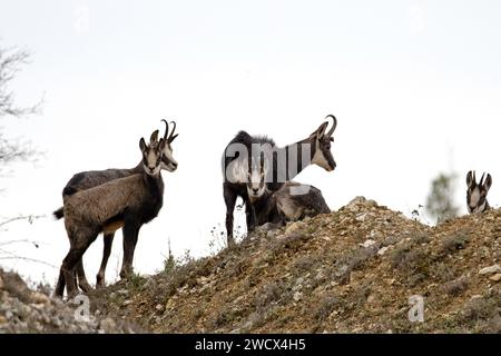 Frankreich, Doubs, Mathay, Alpine Chamois (Rupicapra rupicapra) entwickeln sich in einem aktiven Steinbruch Stockfoto