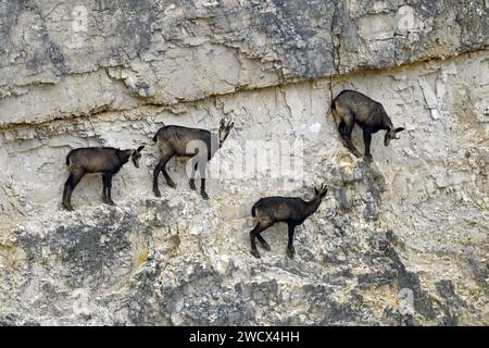 Frankreich, Doubs, Mathay, Alpine Chamois (Rupicapra rupicapra) entwickeln sich in einem aktiven Steinbruch Stockfoto