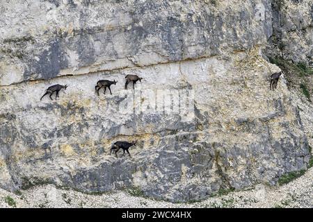 Frankreich, Doubs, Mathay, Alpine Chamois (Rupicapra rupicapra) entwickeln sich in einem aktiven Steinbruch Stockfoto