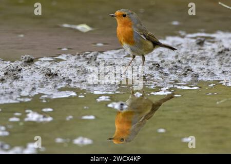 Frankreich, Doubs, Wildtiere, Vögel, Robin (Erithacus rubecula) Stockfoto