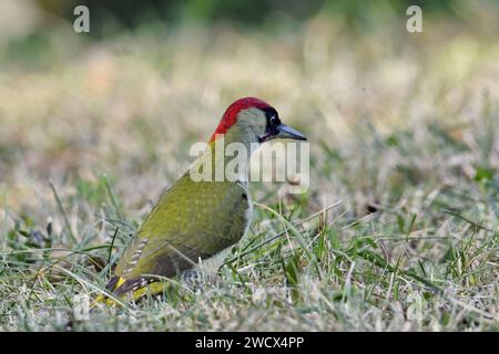 Frankreich, Doubs, Wildtiere, Grüner Spechte (Picus viridis) am Boden auf der Suche nach Ameisen Stockfoto