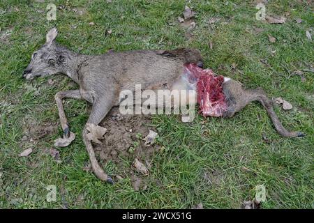 Frankreich, Doubs, tote Hirsche, Opfer eines Angriffs Stockfoto