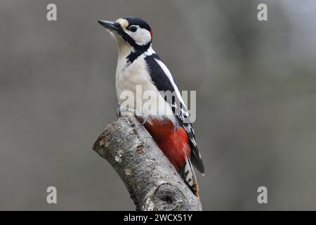 Frankreich, Doubs, Wildtiere, Vogel, Spechte (Dendrocopos Major) Stockfoto