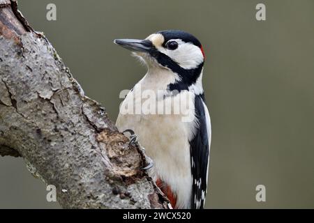 Frankreich, Doubs, Wildtiere, Vogel, Spechte (Dendrocopos Major) Stockfoto