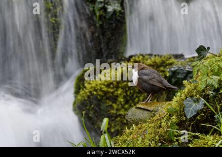 Frankreich, Doubs, Wildtiere, Vogel, Dipper (Cinclus cinclus) Stockfoto