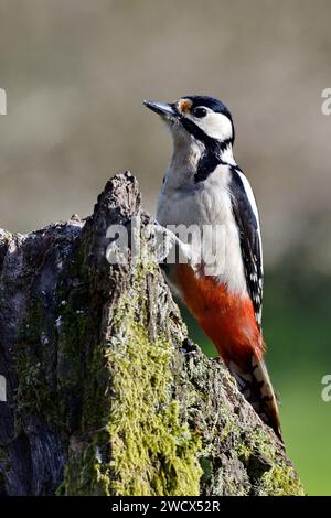 Frankreich, Doubs, Wildtiere, Vogel, Spechte (Dendrocopos Major) Stockfoto