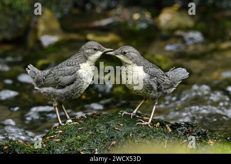 Frankreich, Doubs, Wildtiere, Vogel, Dipper (Cinclus cinclus), Küken, die gerade das Nest verlassen haben Stockfoto