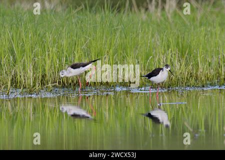 Frankreich, Doubs, Wildtiere, Vogel, Weißer Stelz (Himantopus himantopus) Stockfoto