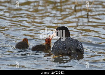 Frankreich, Doubs, Wildtiere, Vogel, Coot (Fulica atra), Fütterung von Küken Stockfoto