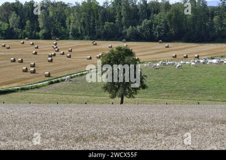 Frankreich, Doubs, landwirtschaftliche Landschaft, Strohballen Stockfoto