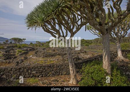 Portugal, Azoren-Archipel, Insel Pico, Weinmuseum, jahrhundertealte Drachenbäume inmitten der Weinberge, umgeben von Lavasteinmauern, mit Blick auf den Ozean Stockfoto