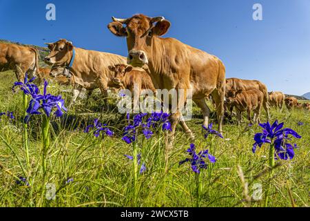 Frankreich, Pyrenäen Atlantiques, Béarn, Ossau-Tal, Pyrenäen-Nationalpark, Herde von Kühen auf Sommerweiden inmitten der Pyrenäenirien (Iris latifolia) auf den Höhen des Hochplateaus Bious-Artigues Stockfoto