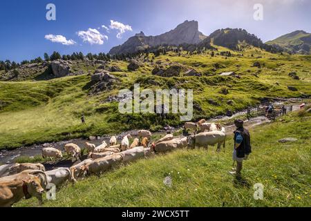 Frankreich, Pyrenäen Atlantiques, Béarn, Ossau-Tal, Pyrenäen-Nationalpark, Herde von Kühen, die auf den Sommerweiden ankommen und darauf warten, dass die Hirten ihre Wanderglocken entfernen, im Hintergrund die PIC du Midi d'Ossau Stockfoto