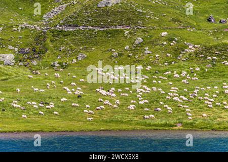 Frankreich, Pyrenäen Atlantiques, Béarn, Ossau-Tal, Pyrenäen-Nationalpark, Schafherde auf Sommerweide unter Aufsicht von Patous am Ufer des Bersau-Sees Stockfoto