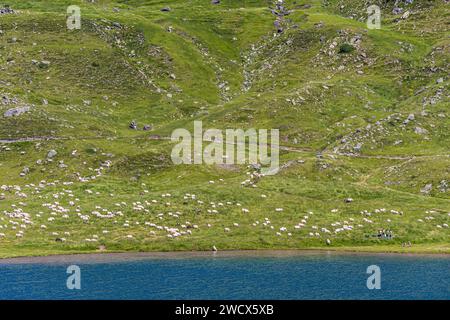 Frankreich, Pyrenäen Atlantiques, Béarn, Ossau-Tal, Pyrenäen-Nationalpark, Schafherde auf Sommerweide unter Aufsicht von Patous am Ufer des Bersau-Sees Stockfoto