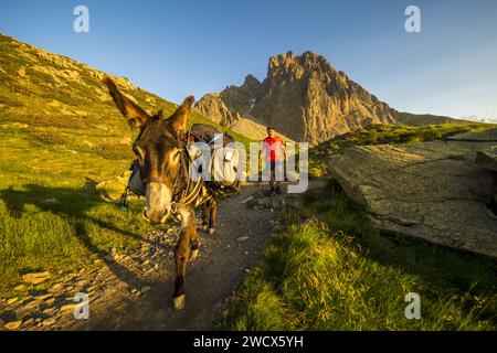 Frankreich, Pyrenäen Atlantiques, Béarn, Ossau-Tal, Pyrenäen-Nationalpark, Trekking mit einem Rudelesel, Abfahrt am Vormittag von der Schutzhütte Pombie, Pic du Midi d'Ossau im Hintergrund Stockfoto