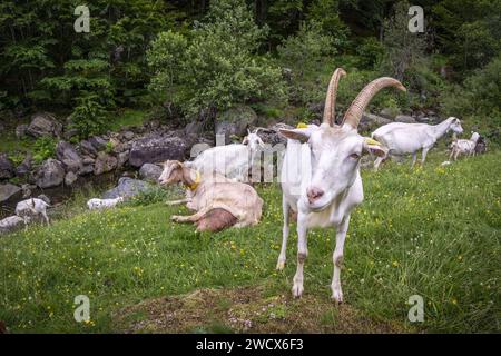 Frankreich, Pyrénées-Atlantiques (Département 64), Béarn, vallée d'Ossau, Parc national des Pyrénées, Trupeau de chèvres aux estives Stockfoto