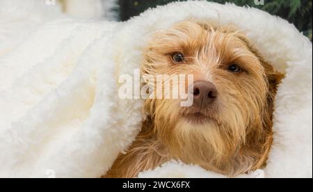Beiger Terrierhund, eingewickelt in eine weiße flauschige Decke Stockfoto