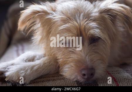 Beiger Terrierhund schläft auf einer Decke Stockfoto