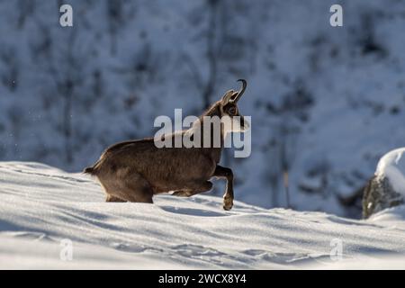 AlpenGämse oder wilde Bergziege (Rupicapra rupicapra), die beim Sprinten auf einer vollständig verschneiten Prärie gefangen werden Stockfoto
